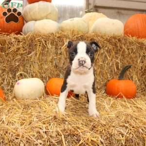Jasper, Boston Terrier Puppy